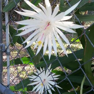 Meet your Posher, Marchetta